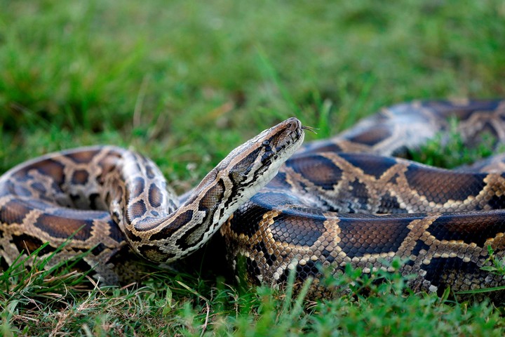 Capturan serpiente pitón de más de 6,1 metros de largo a 50 km de Miami