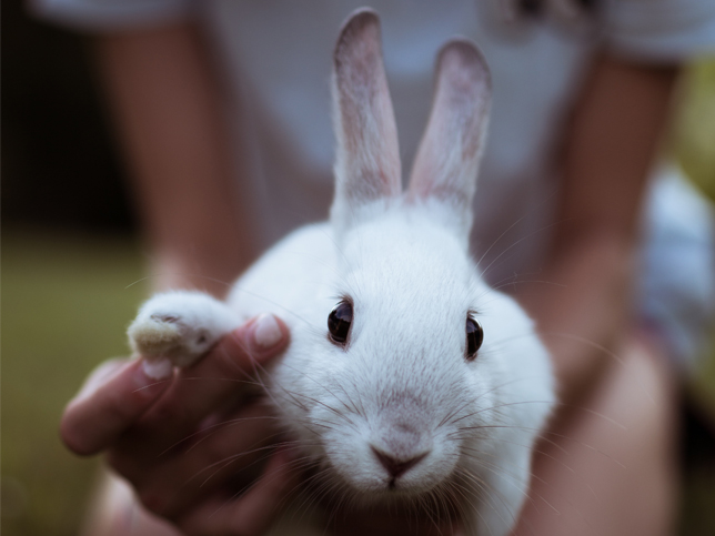 Colombia prohíbe las pruebas de productos cosméticos en animales