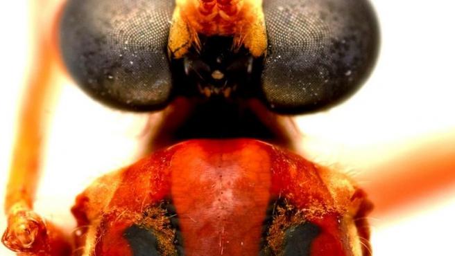Deadpool, Viuda Negra, Loki y Thor: Nombres de superhéroes de Marvel para insectos descubiertos en Australia