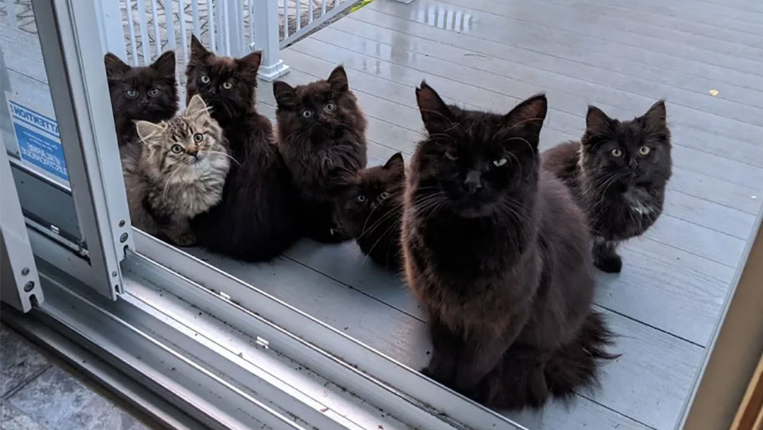 Una gatita lleva a sus bebés junto a la mujer que la alimentó y ayudó cuando estaba embarazada