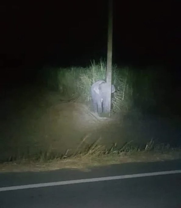 Elefante bebé se hace «viral» tras esconderse detrás de un poste en Tailandia