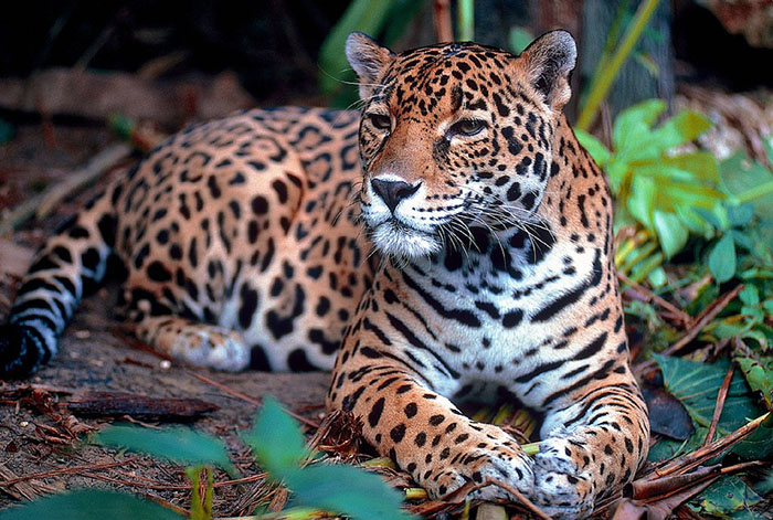 Paraguay, Argentina y Brasil se unen para conservar al jaguar en el Bosque Atlántico