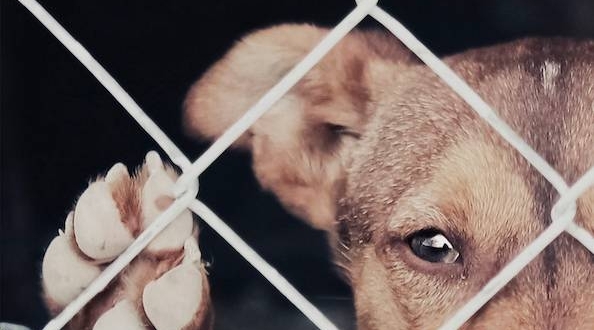 Denuncian que Defensa Animal entregó a dos perritos en malas condiciones a una rescatista