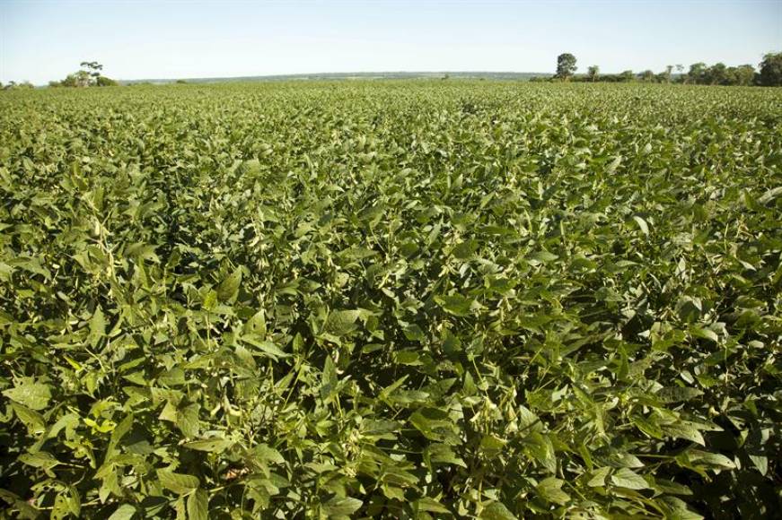 Proyecto de conservación integra a productores de carne y soja