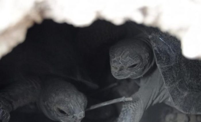 Después de un siglo nacieron tortugas en la isla de Galápagos