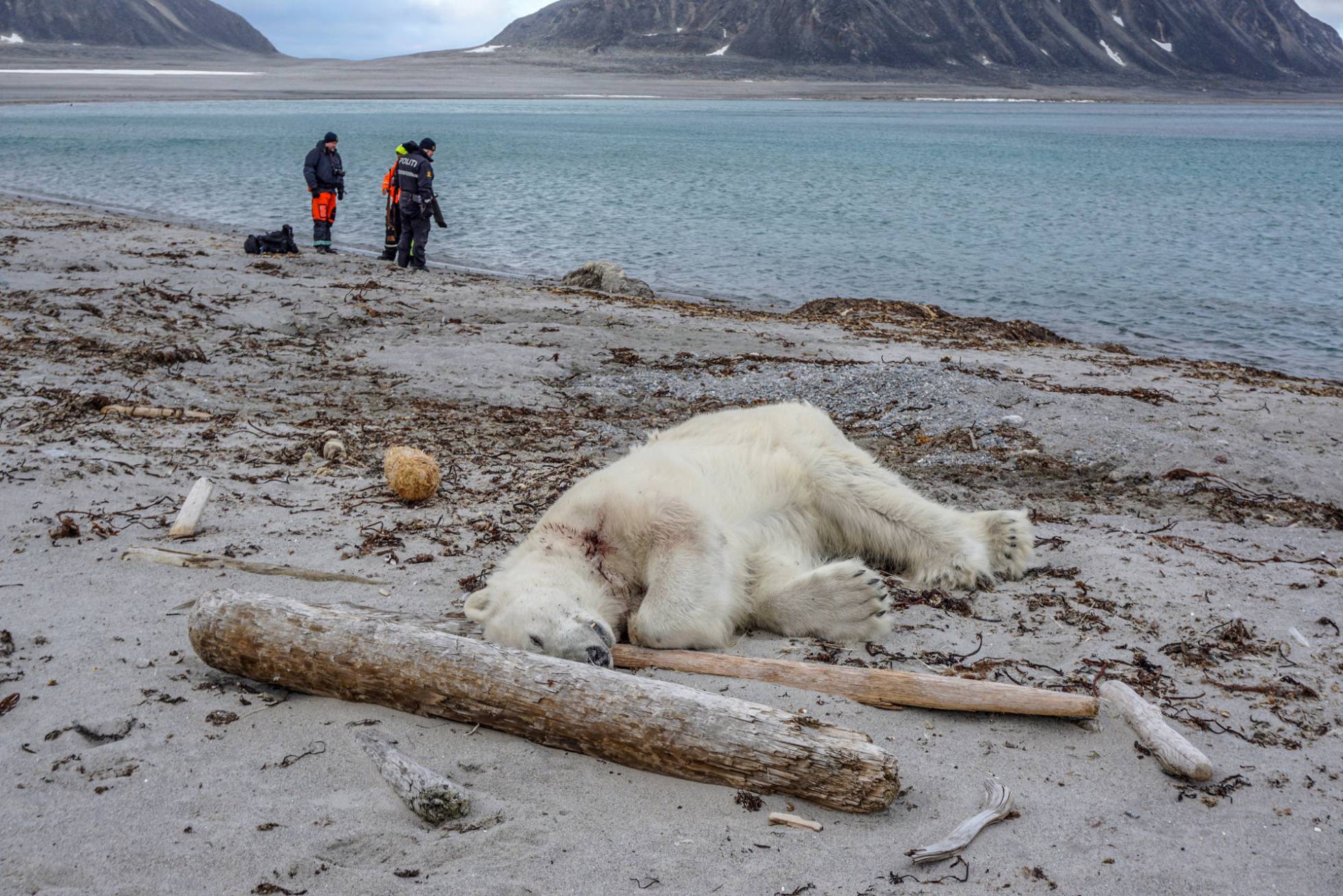Matan a un oso polar que atacó a un guía turístico