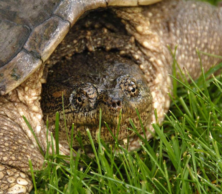 Descubren huellas de tortugas fósiles de hace más de 227 millones de años