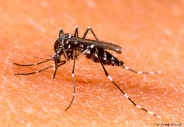 Salud confirma 234 casos de dengue a nivel país y apela a eliminar criaderos
