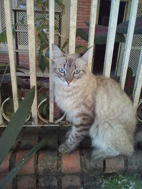 Hermosa gatita busca casa