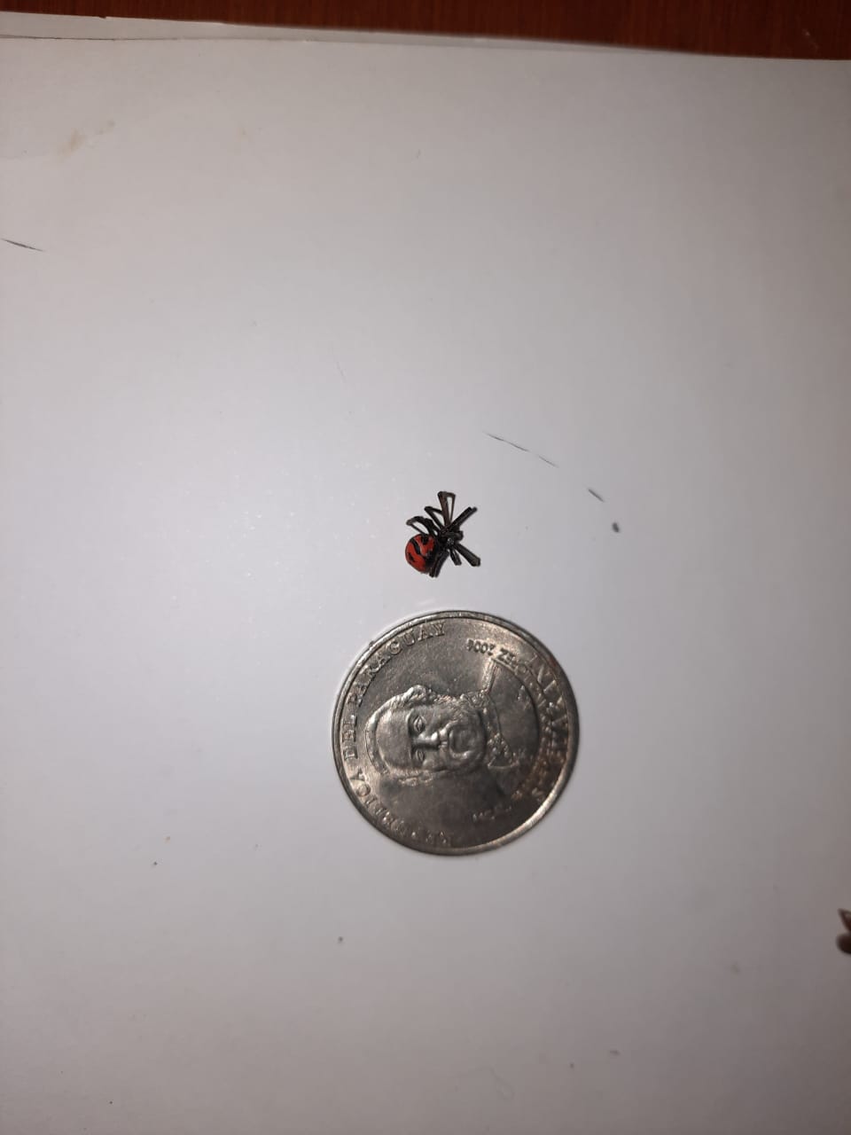 Salud pide precaución tras fatal desenlace por picaduras de araña en Luque