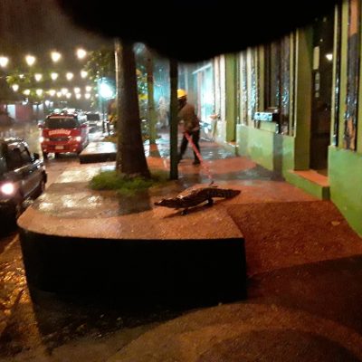 Los yacarés de la Laguna de Itá salieron a dar un paseo