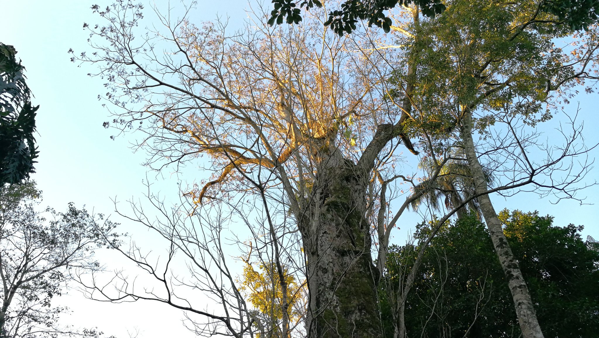 «El Guerrero», un Yvyra pytã hueco finalista de Colosos de la Tierra
