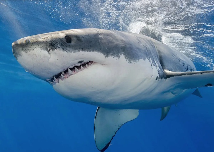 Nueva Zelanda: Un tiburón blanco mata a una joven de 19 años