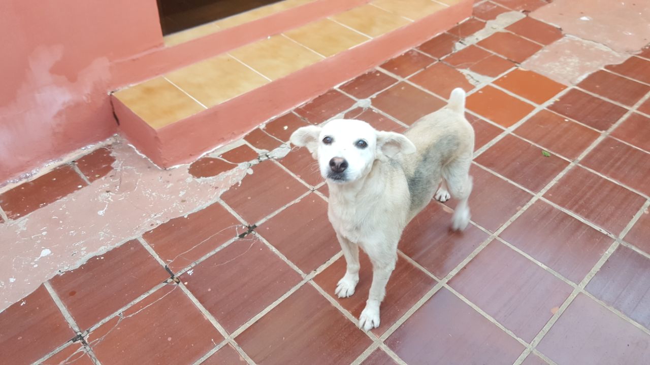 Éste cachorro necesita un hogar