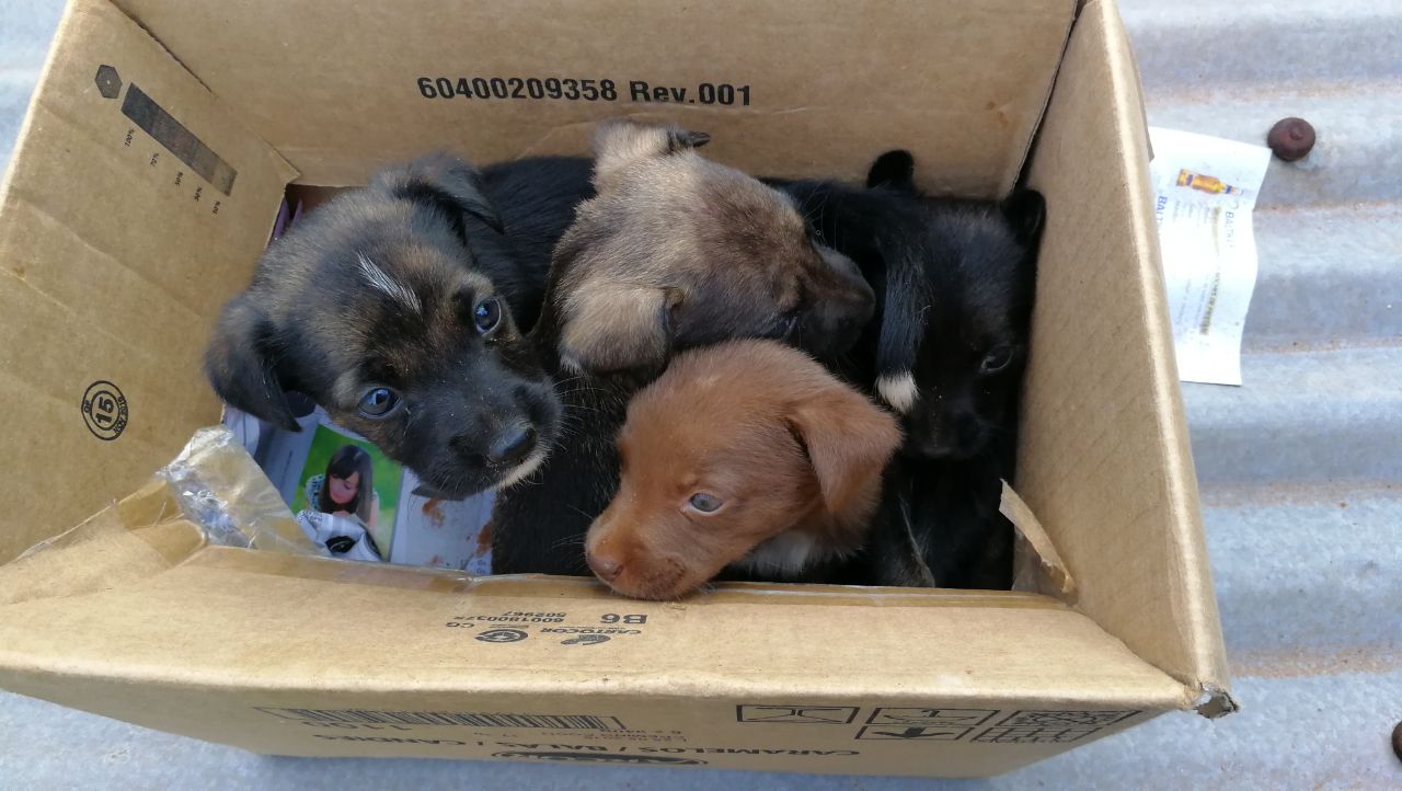 Perritos bebés necesitan un hogar