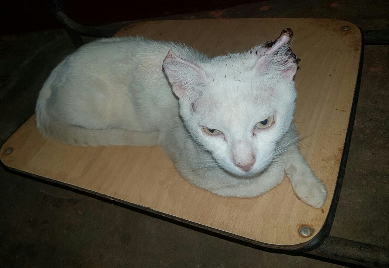 Se necesita ayuda para costear la operación de una gatita