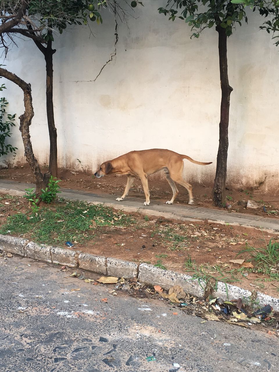 Perrito aparentemente perdido en zona Barrio Mburicao