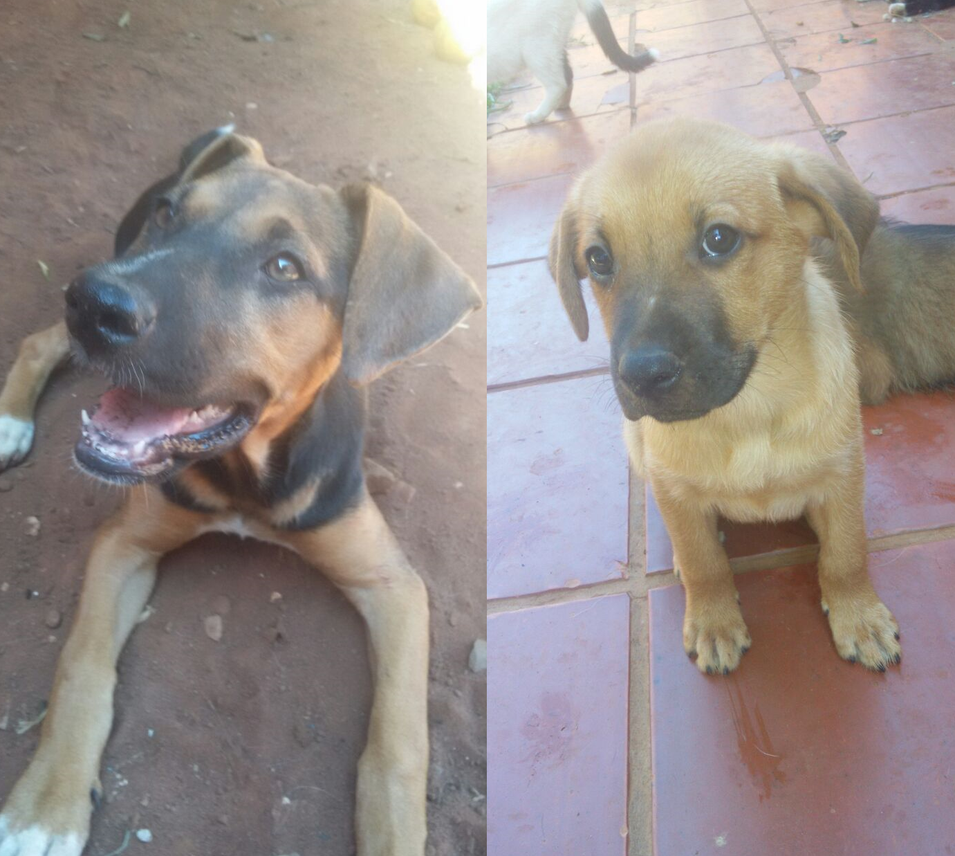 Perros del refugio Rescatando Ángeles Callejeros esperan para darte mucho amor