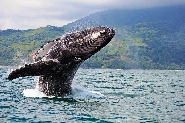 Panamá se alista para espectáculo de avistamiento de ballenas en el Pacífico