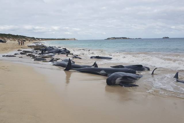 Muere la mitad de los más de 150 ballenas varadas en el suroeste de Australia