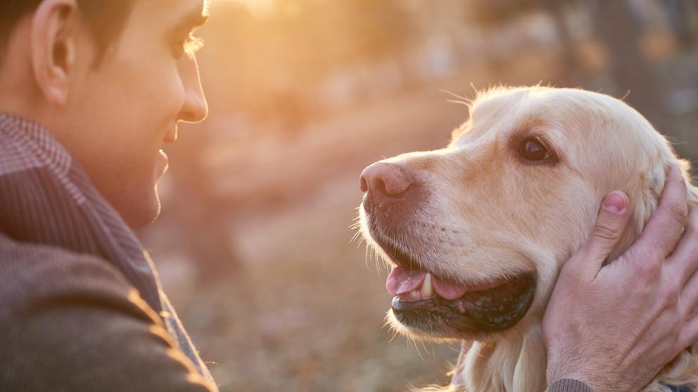 España prohíbe por Ley cortar el rabo y las orejas a las mascotas