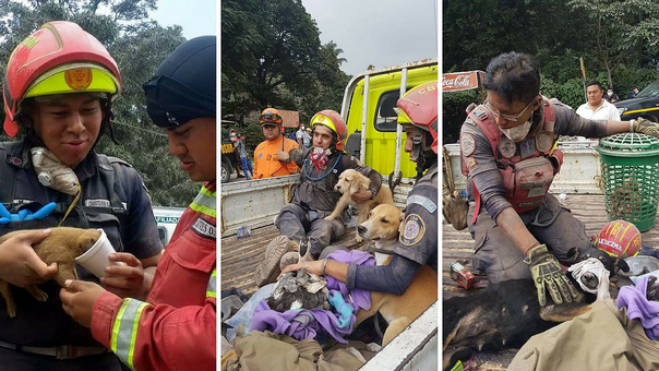 Un equipo de rescate de animales viaja a Guatemala por emergencia de erupción