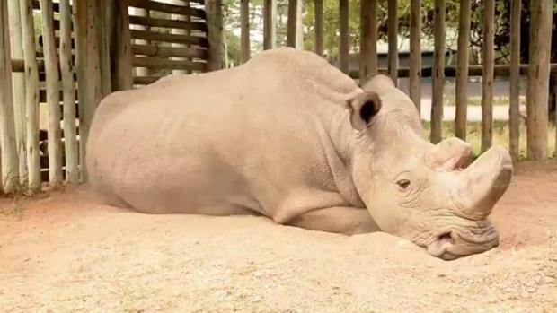 Muere el último rinoceronte blanco del norte macho del mundo