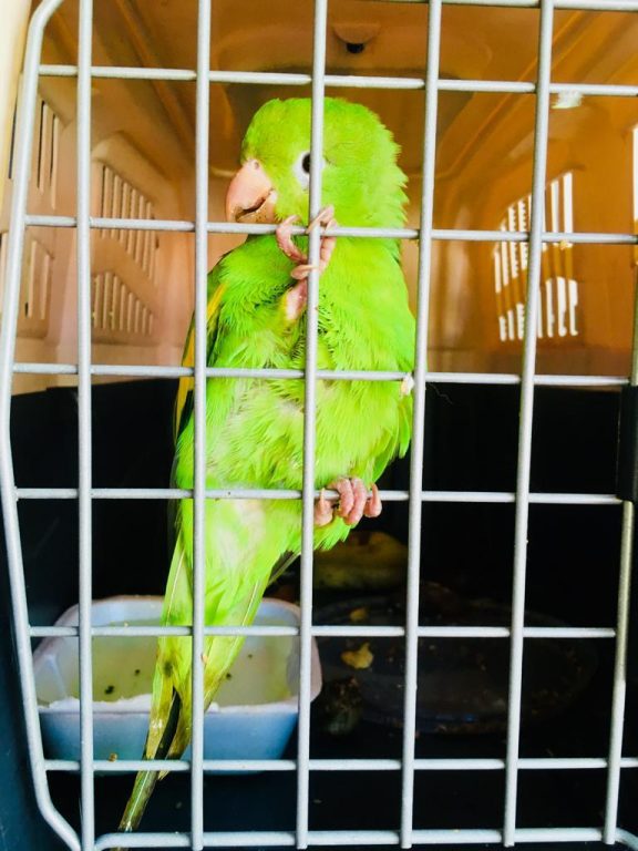 Rescatan a varios animales silvestres en Asunción y Villa Elisa
