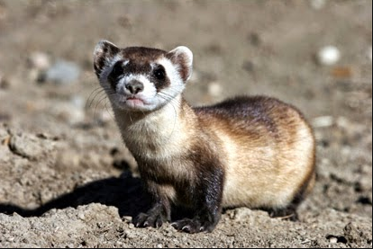 Científicos de EE.UU. logran clonar un hurón de pies negros, una especie en peligro de extinción