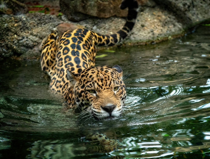 Infiltrados en áreas naturales son una amenaza para los jaguares