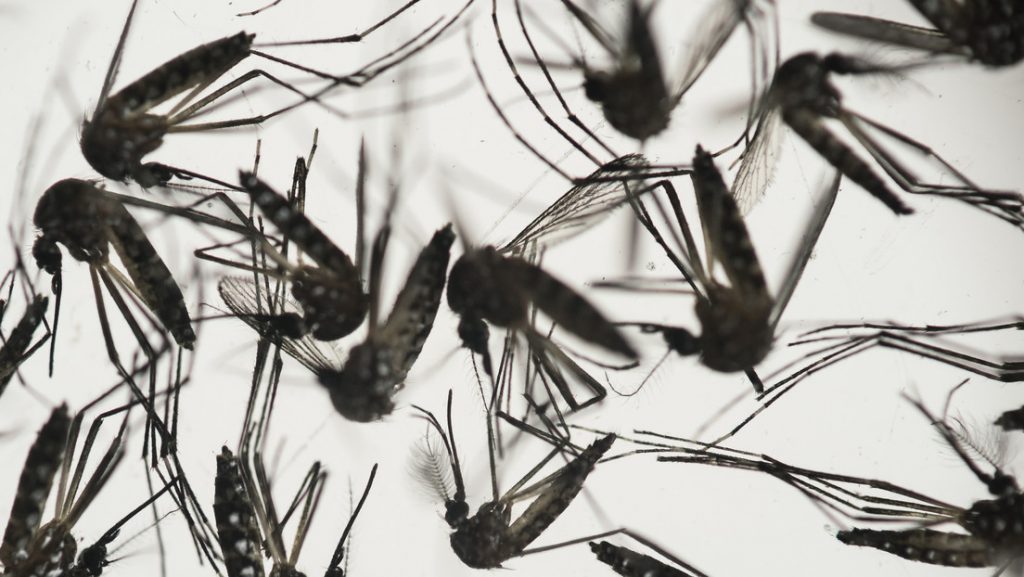 Mosquitos infectados con una bacteria reducen en un 77% los casos de dengue en una ciudad indonesia