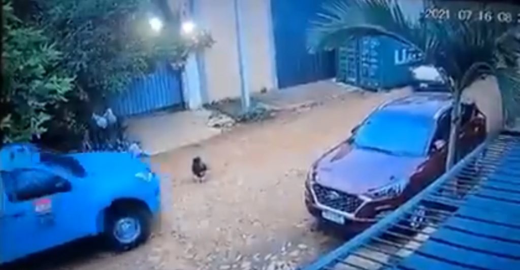 Camioneta de la ANDE arrolla a un perro: “Le importó un bledo atropellar a ese ser inocente”