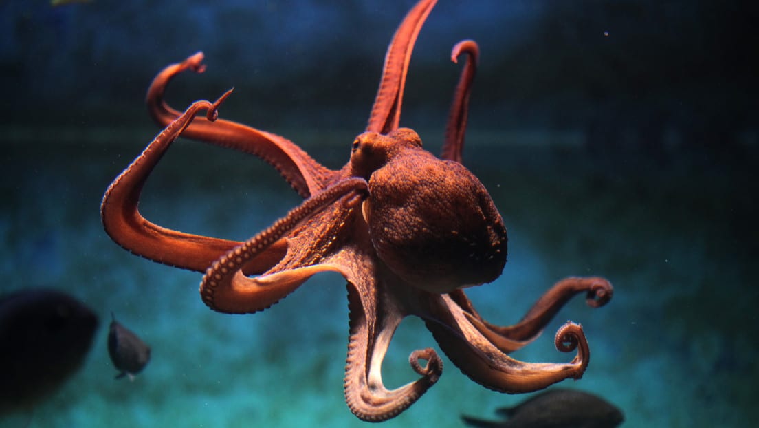 Las hembras pulpo arrojan cosas a los machos que las acosan, descubre un estudio