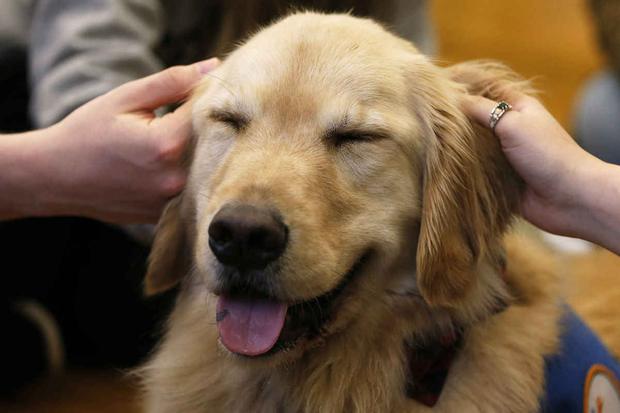 Confirman que abrazar a un perro ayuda a mejorar el bienestar mental