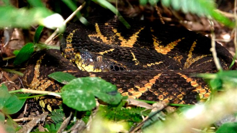 En Paraguay se halla la serpiente cuyo veneno es capaz de inhibir la reproducción del COVID