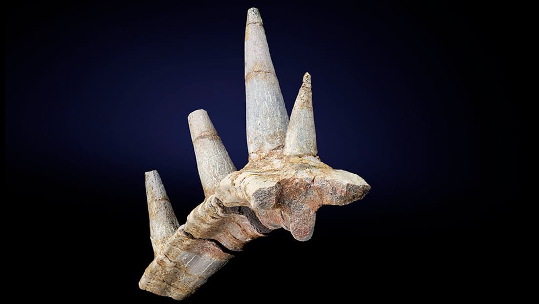 Descubren una nueva especie de dinosaurio con una «extraordinaria» armadura de púas óseas