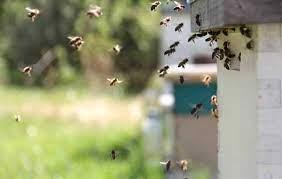 ¿Qué hacer si una persona fue atacada por un enjambre de abejas o avispas?