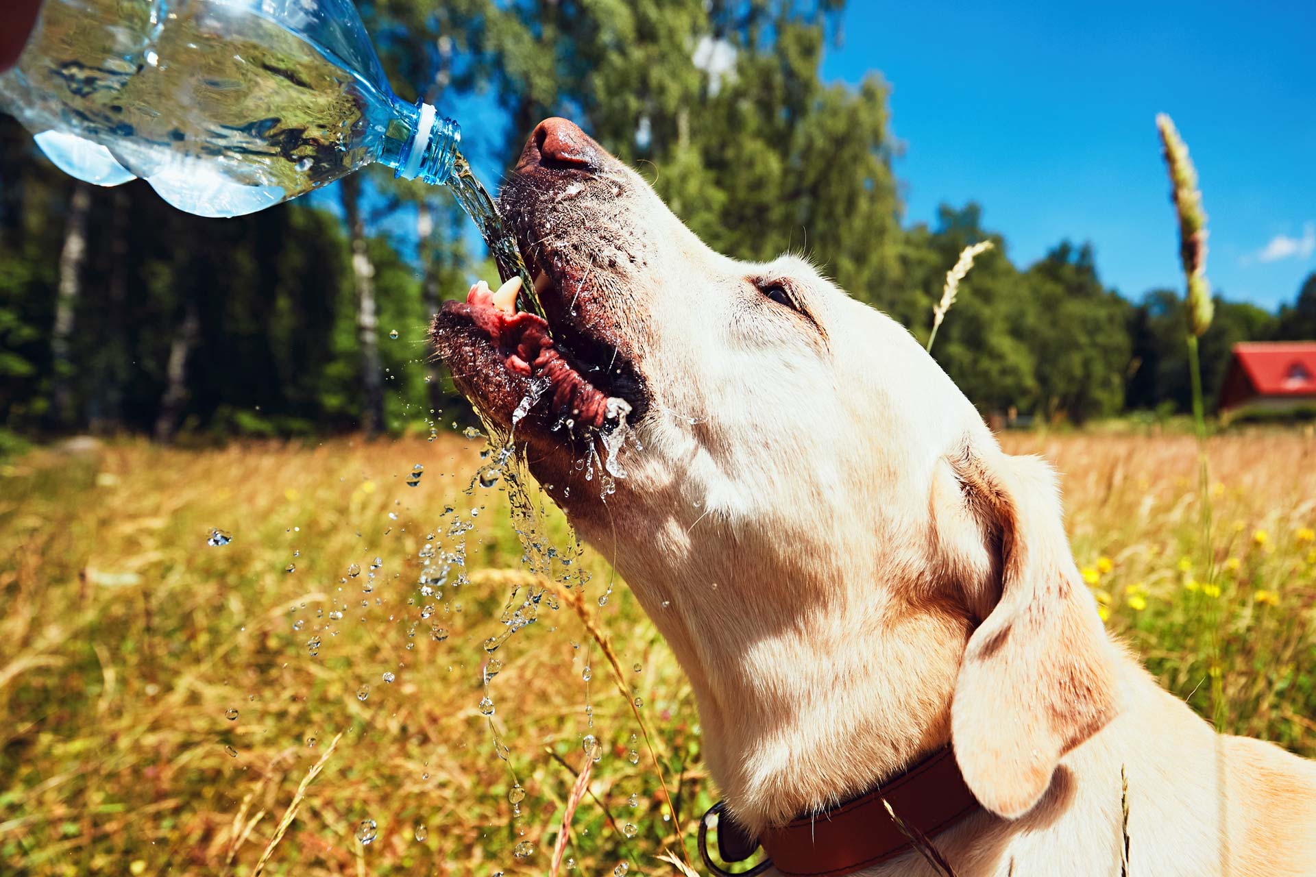 Cuidados a tener en cuenta con nuestras mascotas en los días de intenso calor