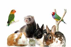 Cuidados que se deben tener en cuenta a la hora de adoptar una mascota exótica