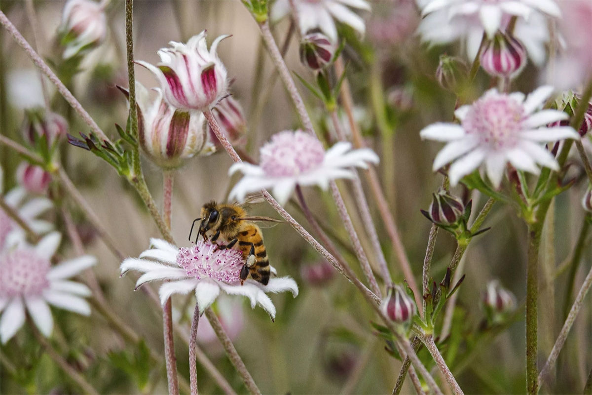 Intenso calor hace que los insectos y serpientes estén más cerca de las personas, advierten