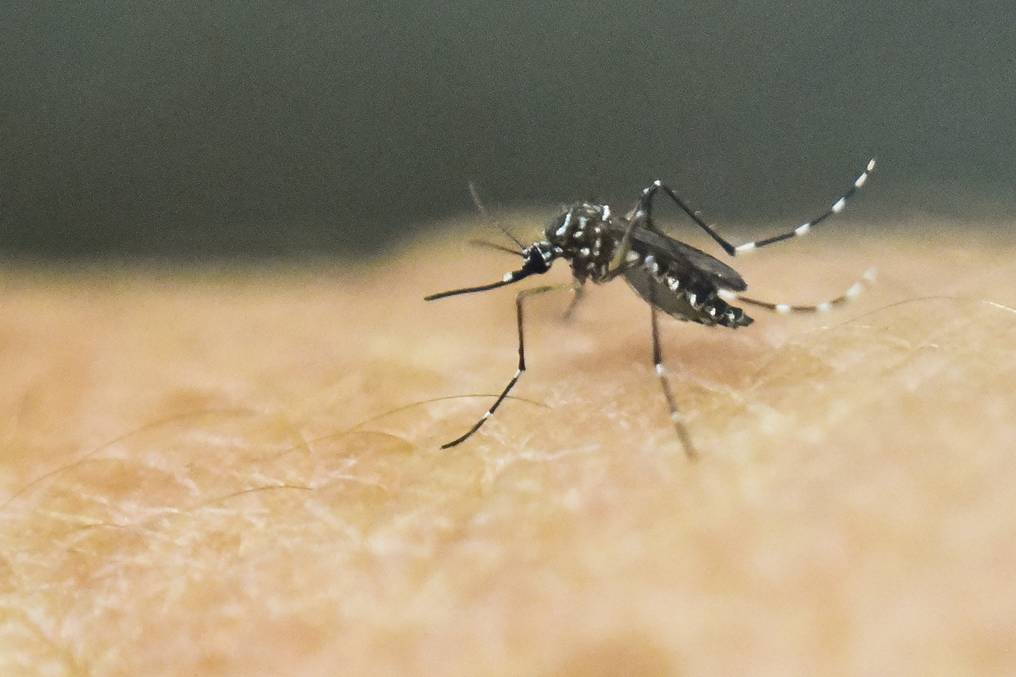 ¡Alarmante! 80% de los casos de Chikungunya corresponden a Central, advierten desde Senepa