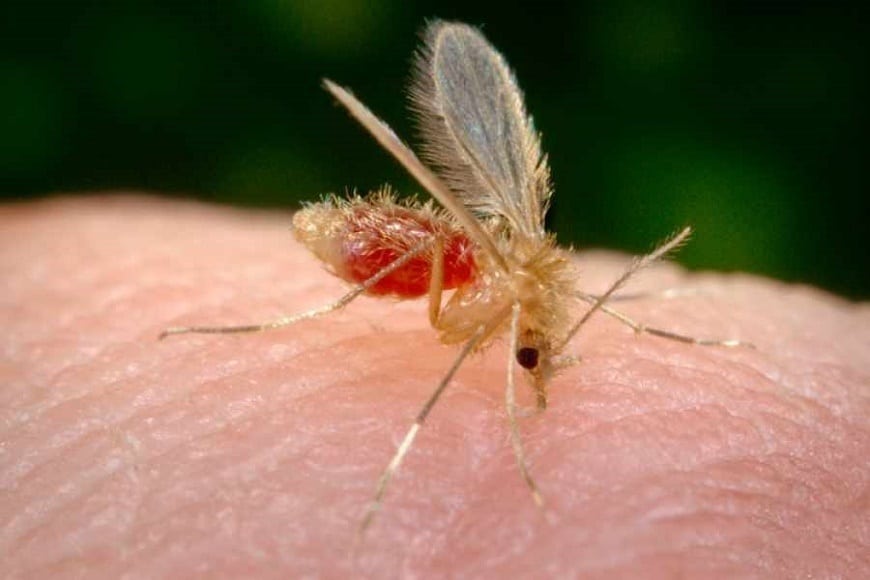 ¡A cuidarse! «Si no es COVID es dengue o chikungunya o sino leishmaniasis», dijo Hernán Martínez