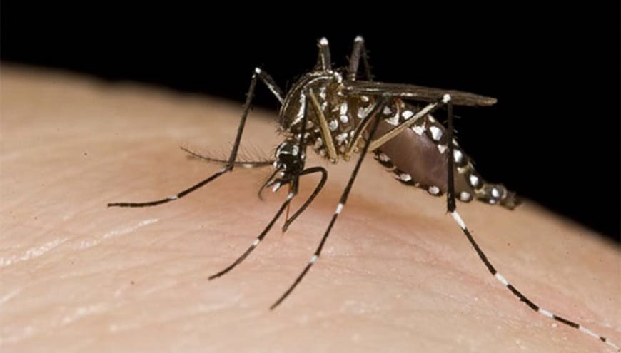 ¡Preocupante! Secuelas de Chikungunya podrían durar hasta años