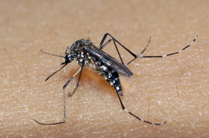 ¡A cuidarse de los casos de chikungunya! Situaciones simples pueden afectar gravemente, dice doctor