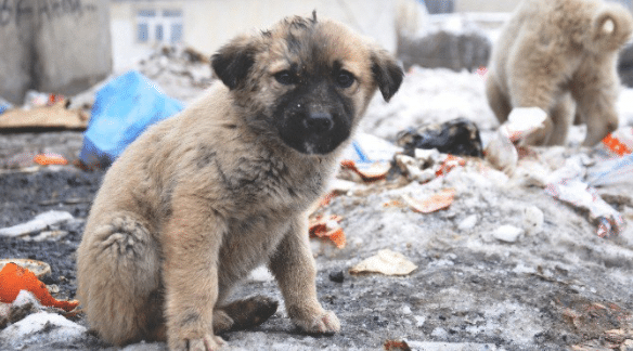 Organizan feria a beneficio de perritos callejeros