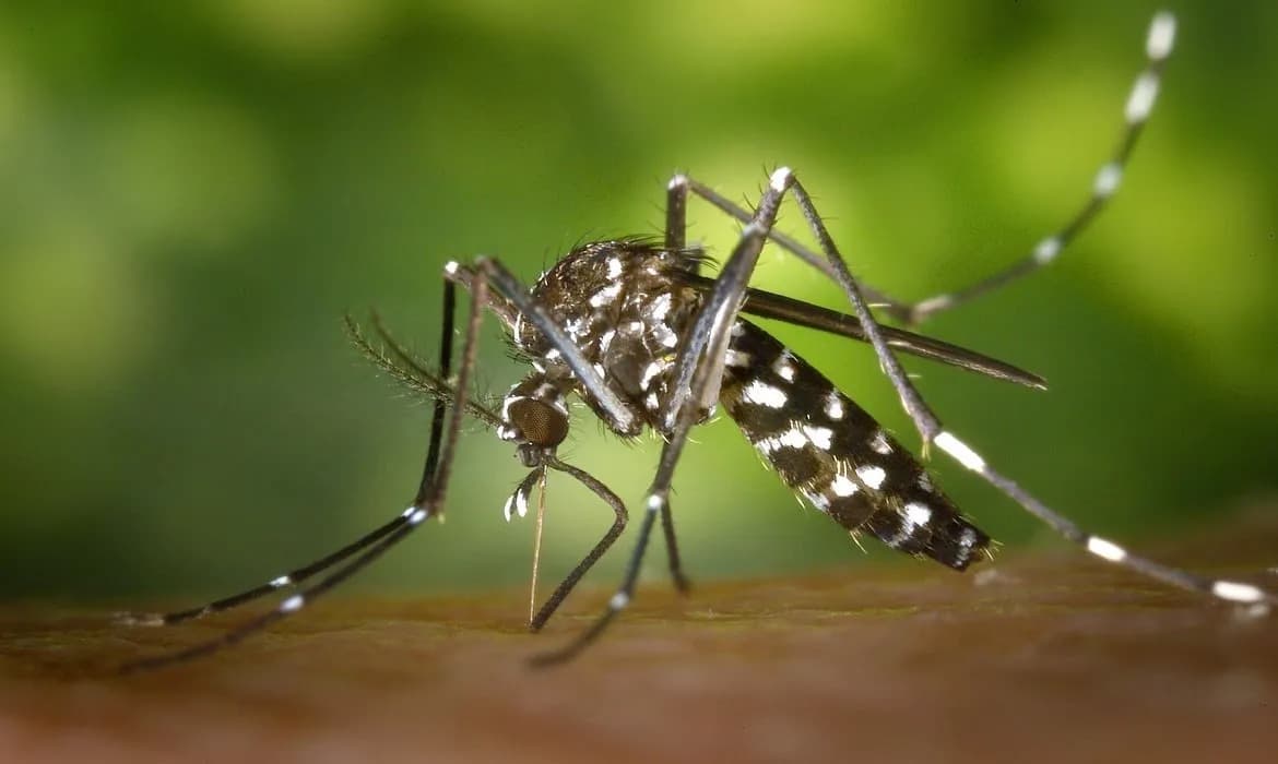Casos de dengue y chikungunya están en baja afirman desde salud