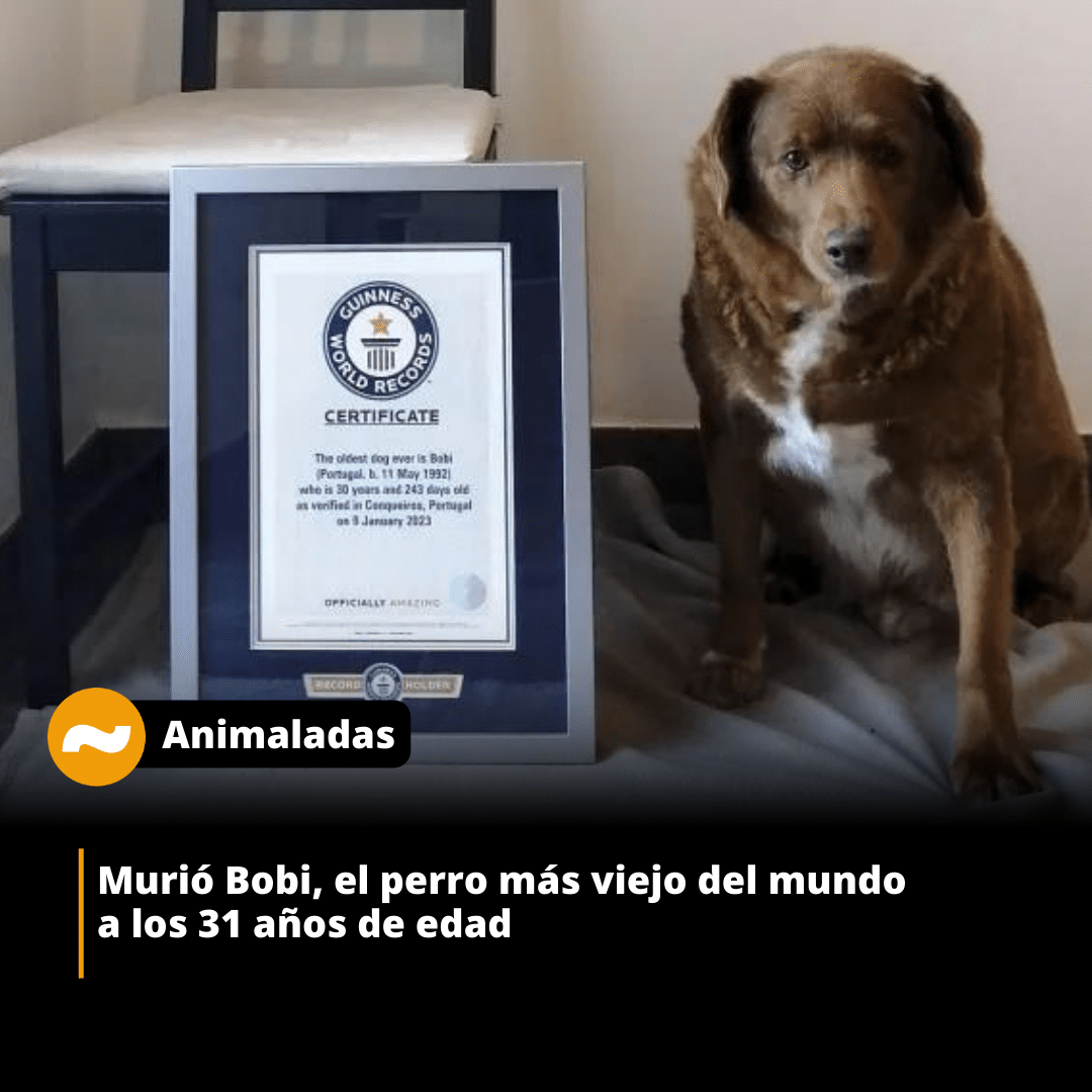 Murió Bobi, el perro más viejo del mundo, a los 31 años de edad
