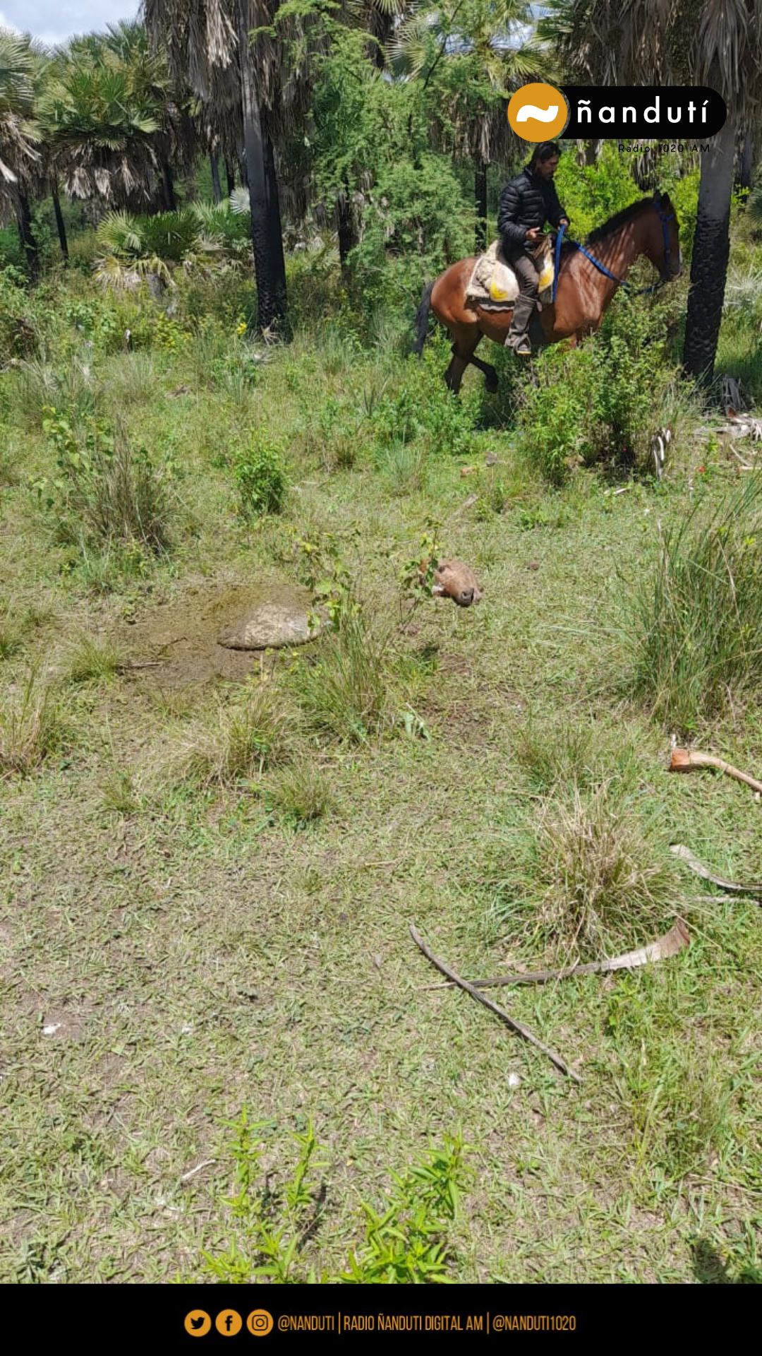 Piden mayor cobertura policial ante casos de abigeato en Villeta