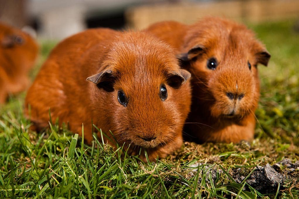 Sos amante de los cobayos: Te dejamos todos los cuidados de este exótico animalito