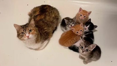Conmovedora historia: Gatita embarazada fue adoptada tras ser abandonada en las calles